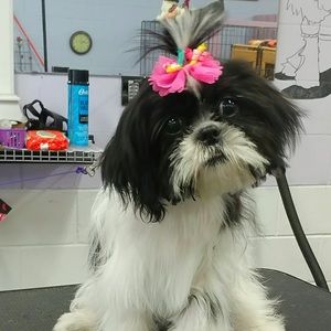 Meet your Posher, Tammy